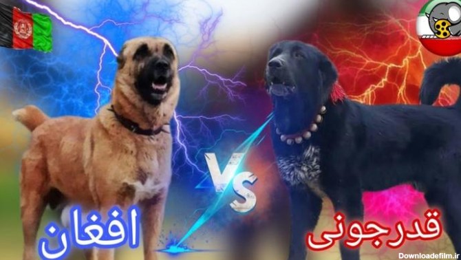 فیلم | سگ قدرجونی یا سگ جنگی افغان؟ مقایسه سگ جنگی افغان با سگ ...