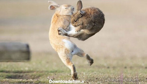 نبرد خنده‌دار دو خرگوش‌ بوکسور