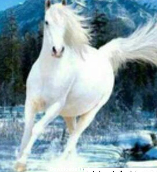 عکس اسب سفید سفید