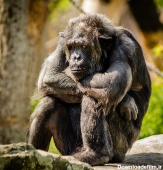 عکس زمینه شامپانزه نشسته