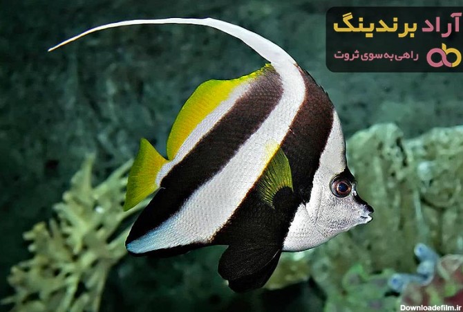 خرید ماهی آنجل باله سیاه با قیمت استثنایی - آراد برندینگ