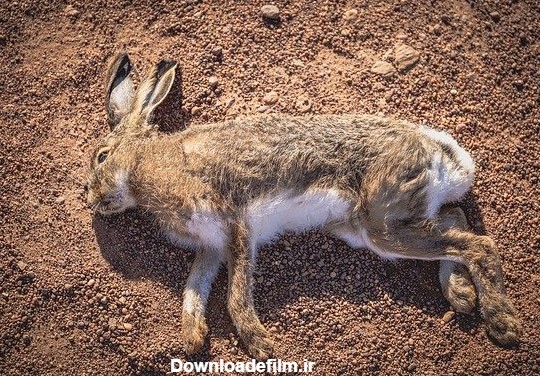 Rabbit Playing Dead Hare توسط OffiDocs برای دفتر