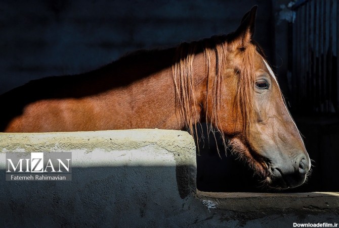 فرارو | (تصاویر) اسب اصیل عرب