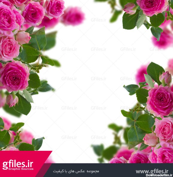 دانلود عکس رایگان از فریم و قاب با تزئین گل های زیبای رز صورتی