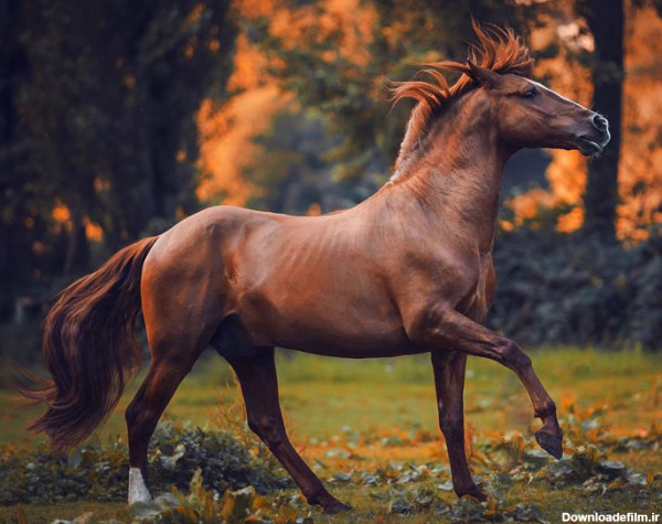 24 نکته ضروری برای عکاسی از اسب‌ها