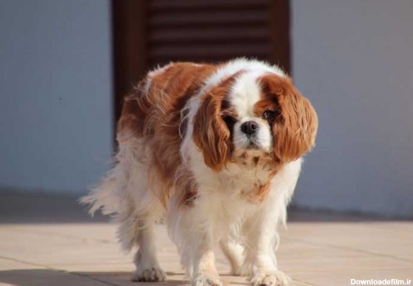 دانلود تصویر سگ پشمالو سفید و قهوه ای | تیک طرح مرجع گرافیک ایران