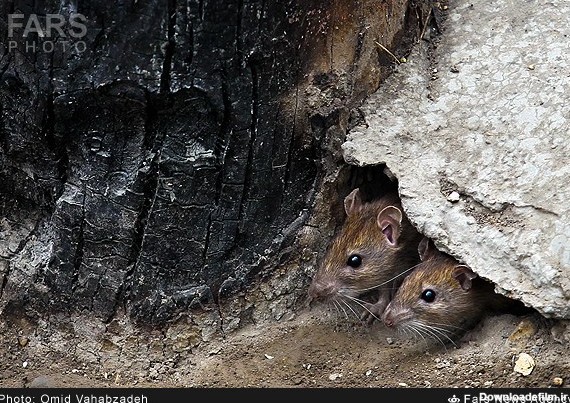 زندگی موش های تهران (عکس)