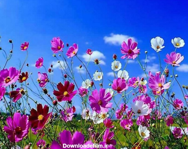 عکس گلهای بهاری بسیار زیبا در طبیعت
