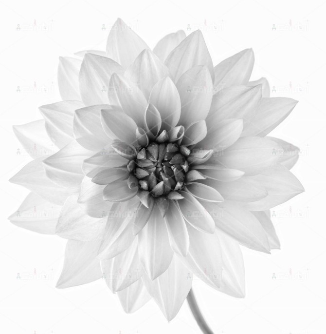 عکس با کیفیت گل سیاه و سفید JPEG