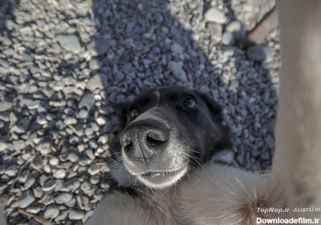 سگ هایی که عاشق عکس سلفی هستند! (عکس)