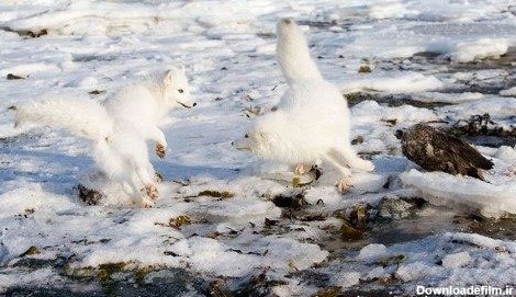روباه قطبی، زیباترین پستاندار زمین (عکس)