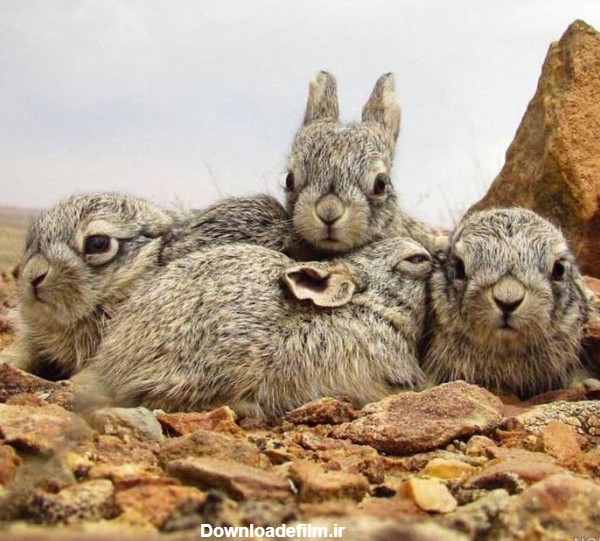 عکس خرگوش جنگی - عکس نودی