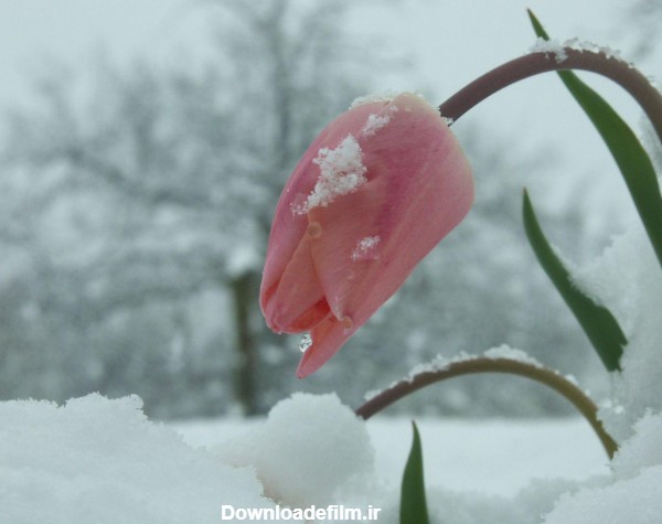گل لاله صورتی زیر برف زمستانی pink tulip winter snow