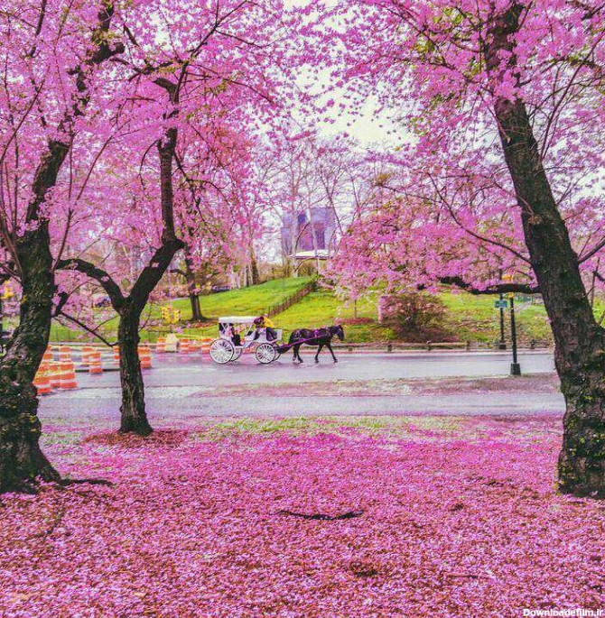 تصویر زیبایی از فصل بهار در نیویورک