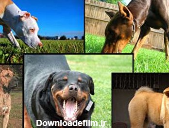 گالری عکس سگ وحشی از نژادهای مختلف | ستاره