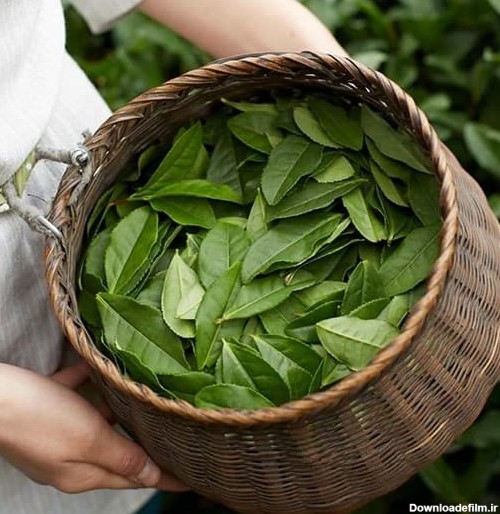 خرید چای سبز اصل (9 نکته که باید قبل از خرید چای سبز بدانید ...