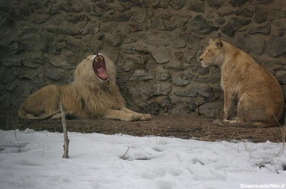 پاسخ شاروالی کابل به یک ادعا؛ حال شیرهای باغ  وحش کابل خوب و مناسب می باشد