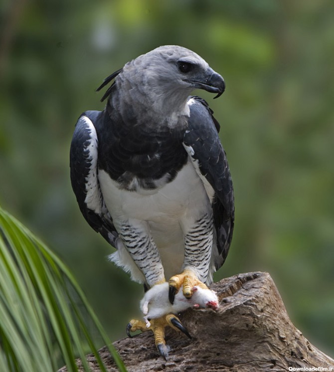 عقاب هارپی - ویکی‌پدیا، دانشنامهٔ آزاد
