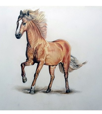 خرید و قیمت طرح اسب مدادرنگی از غرفه گالری نقاشی آسمون | باسلام
