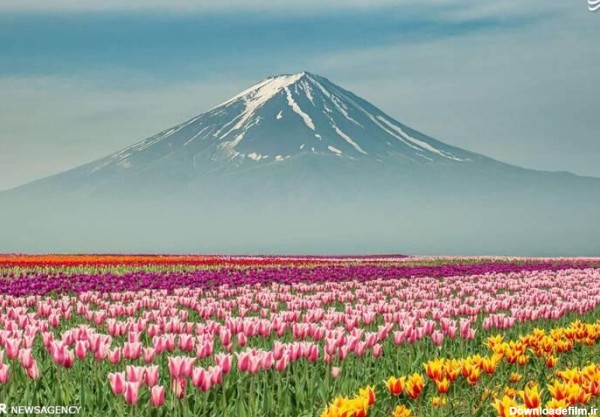 عکس/ روزهای زیبای بهاری در کشورهای مختلف - حلقه وصل
