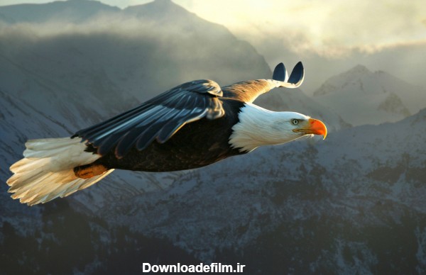 پرواز بسیار زیبای پرنده عقاب big eagle flying