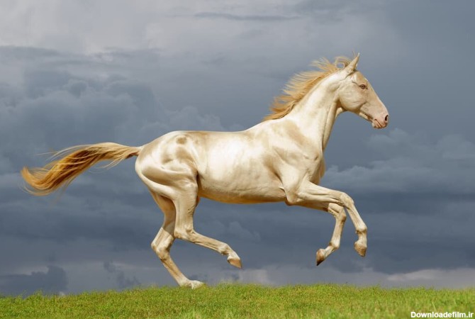 عکسهای اسبهای زیبای دنیا