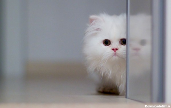 تصاویر گربه سفید زیبا و خوشگل برای والپیپر و پس زمینه با کیفیت HD