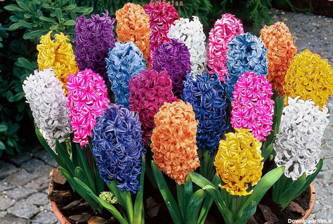 معرفی گل سنبل(Hyacinth) و تاریخپه آن |گُل‌سِتان