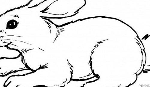 عکس نقاشی خرگوش آسان - عکس نودی
