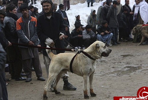 مبارزه سگ‌ها در بازار کابل (عکس)
