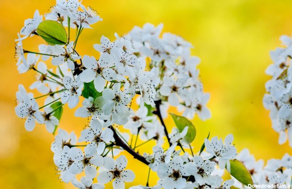 عکس گل های بهاری سفید درختان