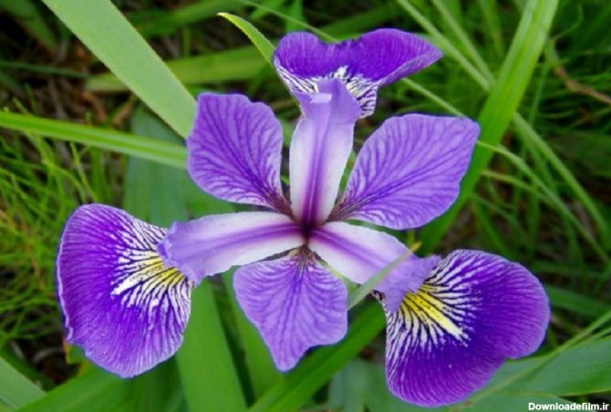 گل زنبق هلندی - رزپک: گل و لوازم گلفروشی