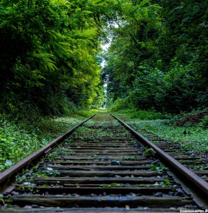 عکس ریل قطار در جنگل با کیفیت بالا | Photo of train tracks ...