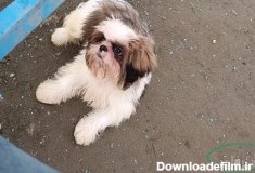 سگ شیتزو اصل ۶ماهه-درج آگهی رایگان|نیازمندی رایگان|ثبت آگهی رایگان