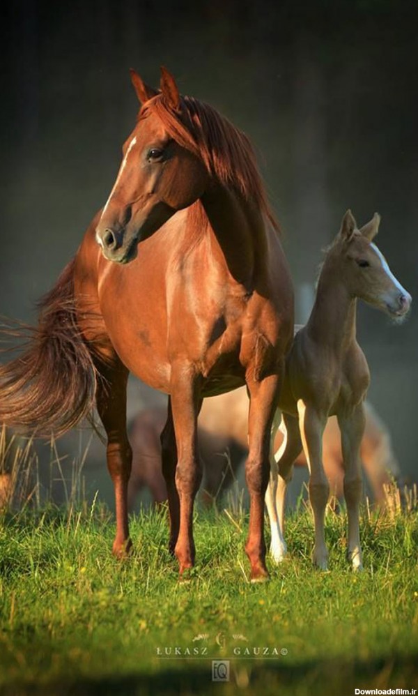 آموزش عکاسی از اسب