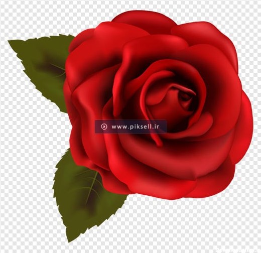دانلود تصویر بدون زمینه گل رز قرمز (دوربری شده png)