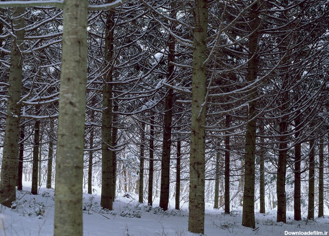 عکس درخت های جنگل در برف - مسترگراف