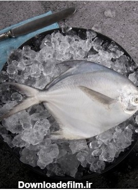 خواص، قیمت و خرید ماهی حلوا سفید یا زبیدی تازه جنوب | ماهی دریا
