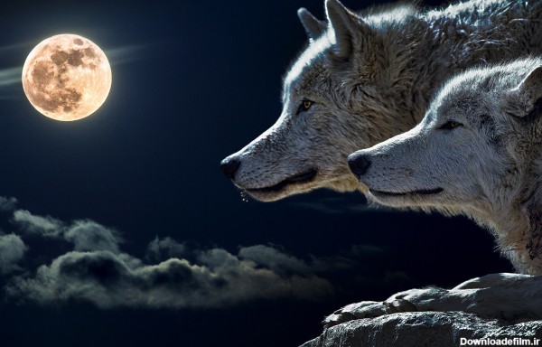 عکس گرگ نر و ماده زیر نور ماه در شب مهتابی