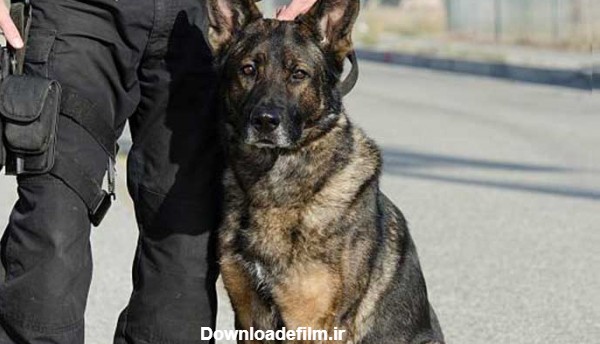 عکس سگ ژرمن شپرد پلیس - دهکده حیوانات