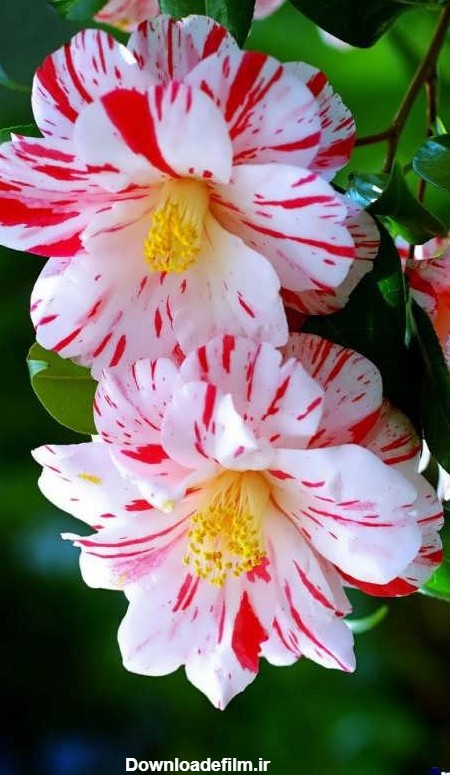 عکس گل های قشنگ و بسیار زیبا در طبیعت سراسر دنیا