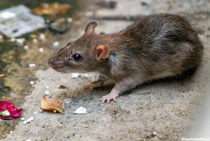 تصاویر: معضل بزرگ موش‌های خیابانی در تهران | سایت انتخاب