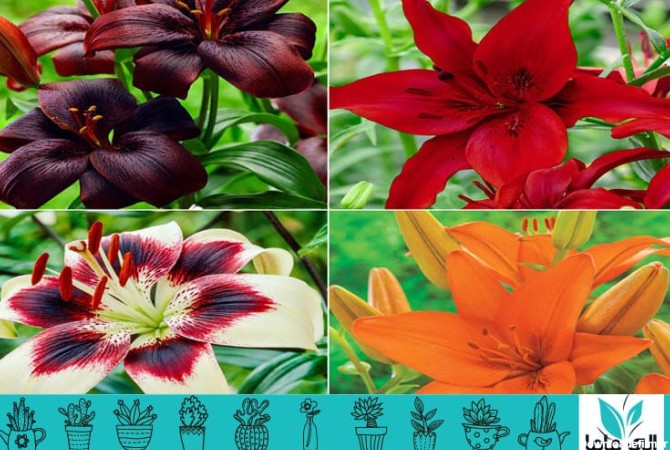 8 مورد از زیباترین انواع گل لیلیوم مناسبترین انواع برای گل شاخه ...