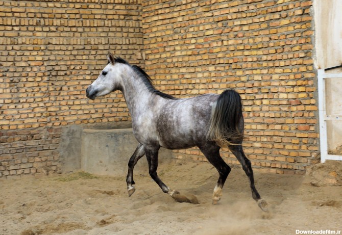 اسب مادیان عرب یک سر خارجی - فروشگاه اسب و لوازم سوارکاری