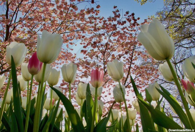 فصل گل لاله در باغ مشهور هلند