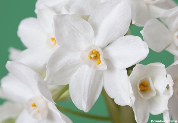 یکی از رازهای مهم گل نرگس سفید