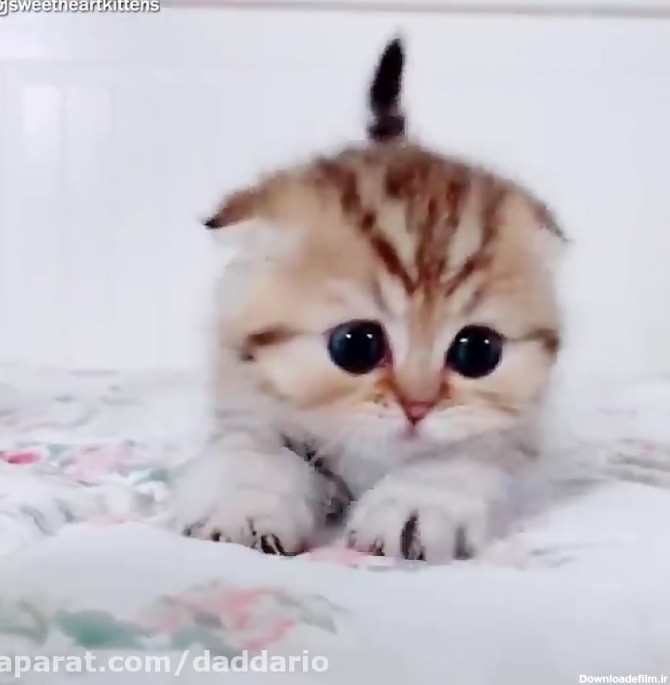 بچه گربه خوشگل و شیرین