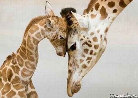 آخرین خبر | عکس/ حس زیبای مادری در حیوانات