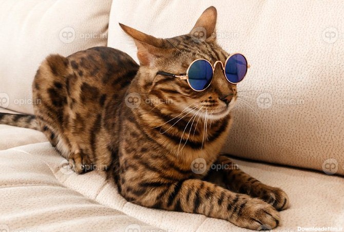 دانلود عکس گربه بنگال در حال استراحت روی مبل خنده دار با عینک | اوپیک