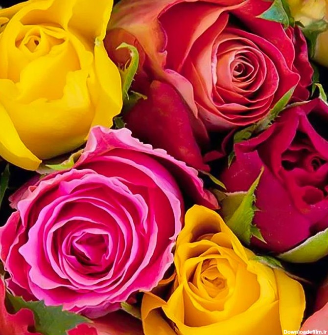 روش نگهداری گل رز هلندی - فروشگاه آنلاین گل